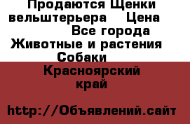 Продаются Щенки вельштерьера  › Цена ­ 27 000 - Все города Животные и растения » Собаки   . Красноярский край